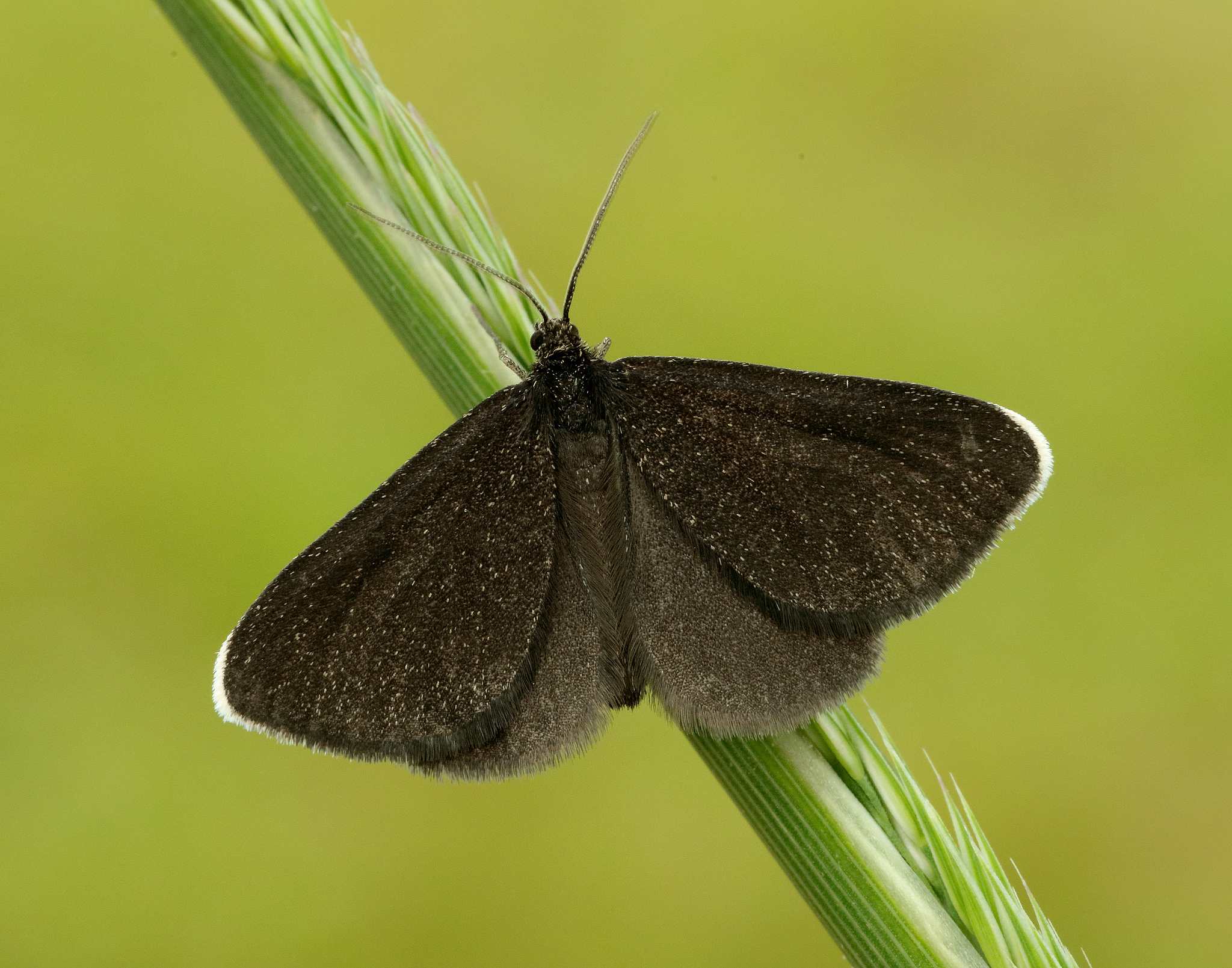 chimney-sweeper-butterfly-conservation