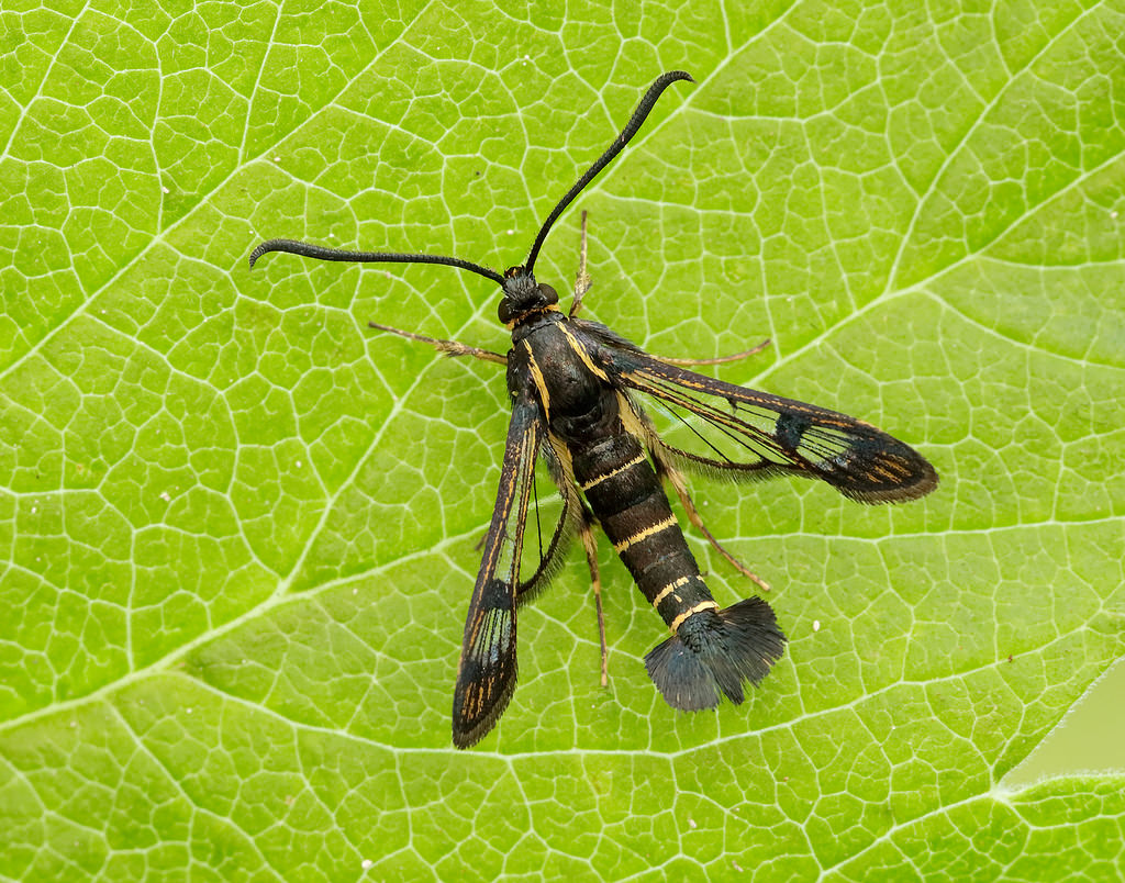 Currant Clearwing | Butterfly Conservation