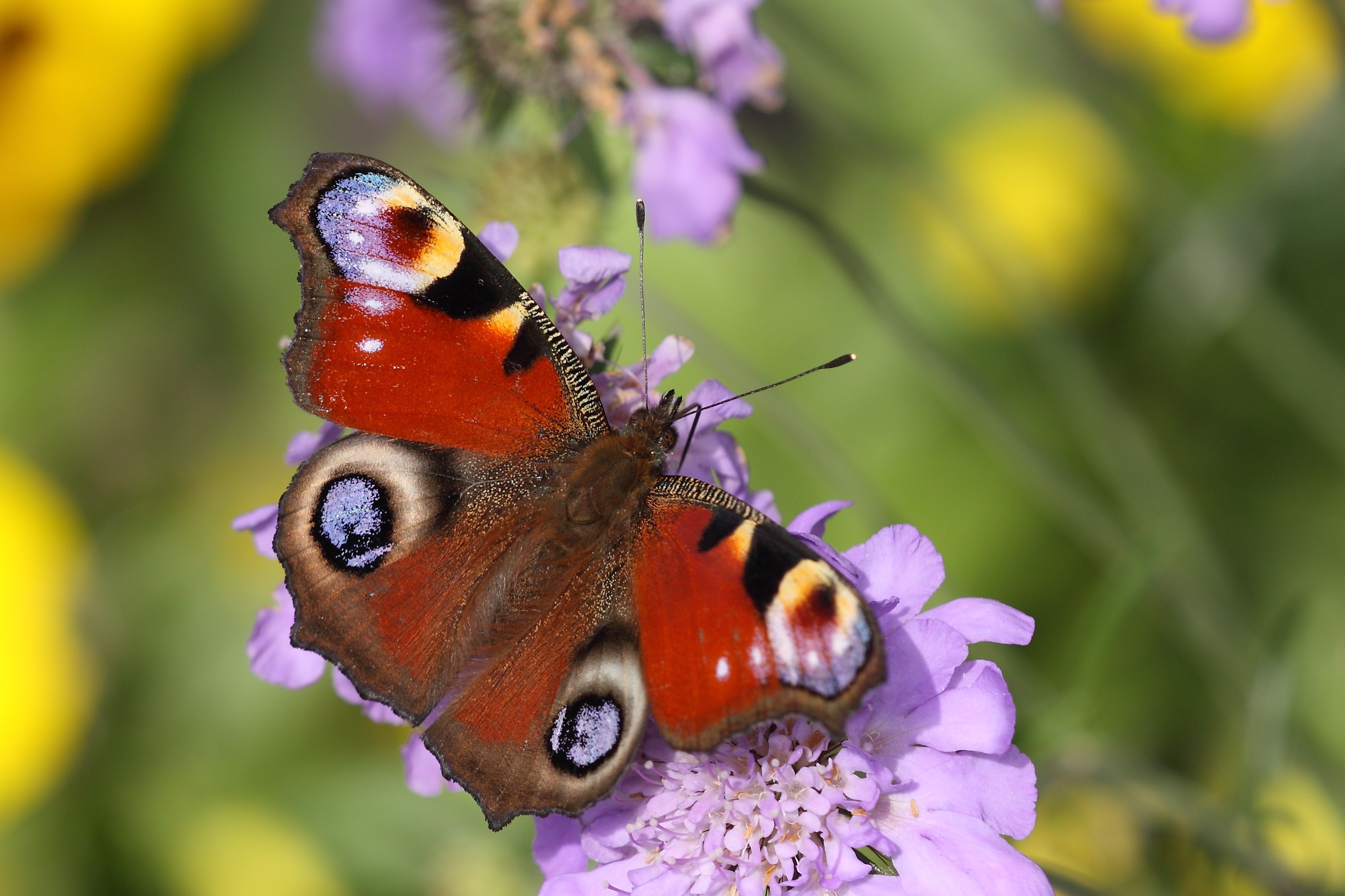 West Midlands: Haugh Wood Butterfly Walk and Big Butterfly Count ...