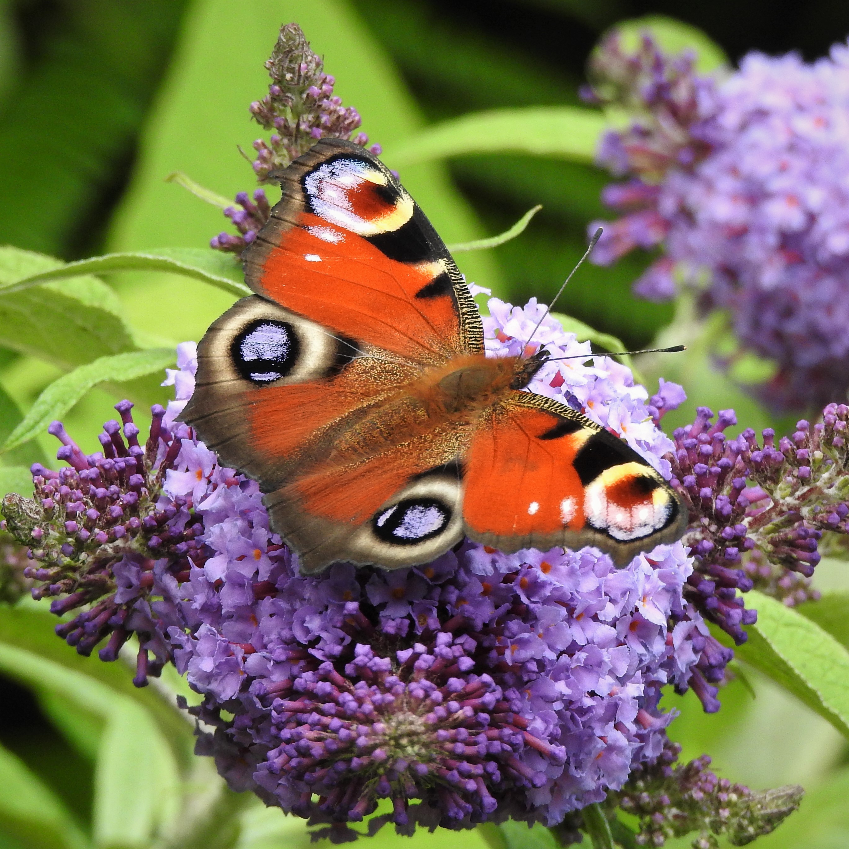 Scottish Office | Butterfly Conservation