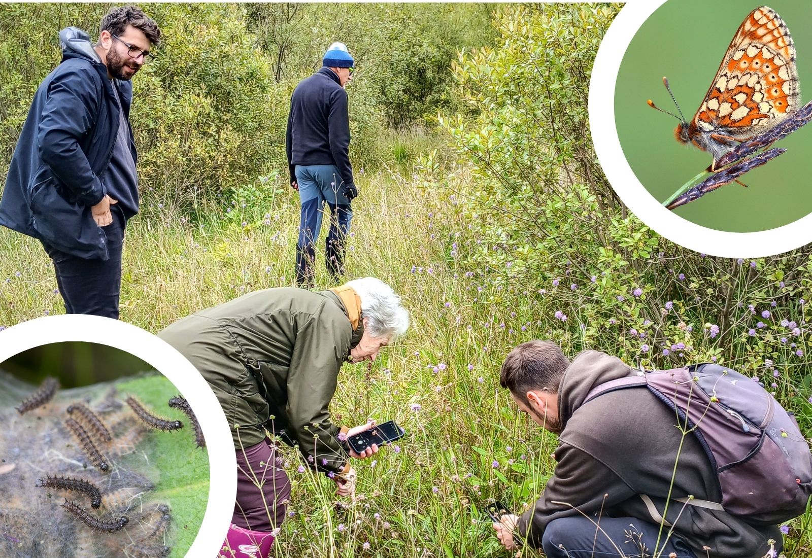 Butterfly partnership sets out to save rare species in Wales