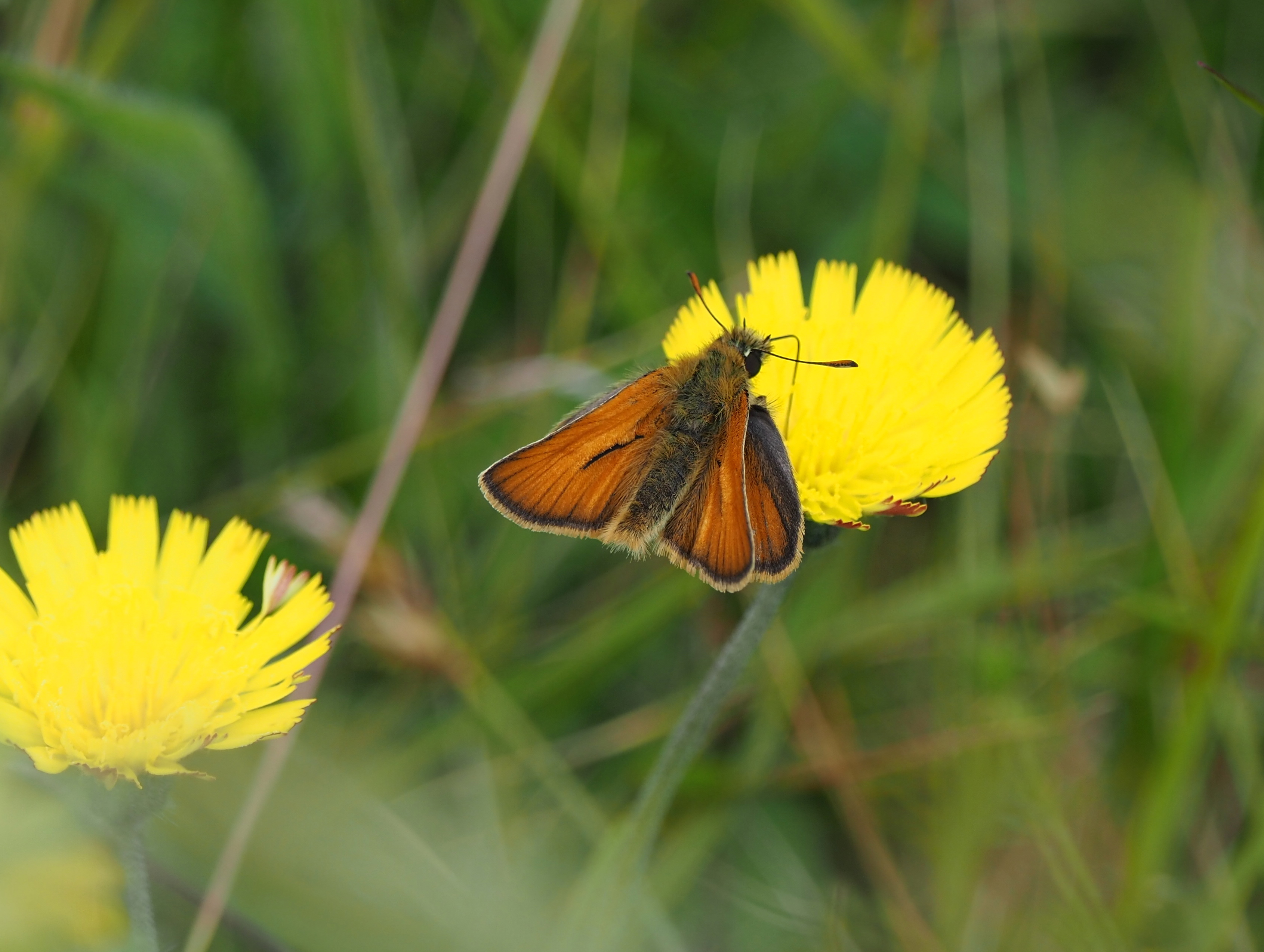 Lincolnshire latest sightings | Butterfly Conservation