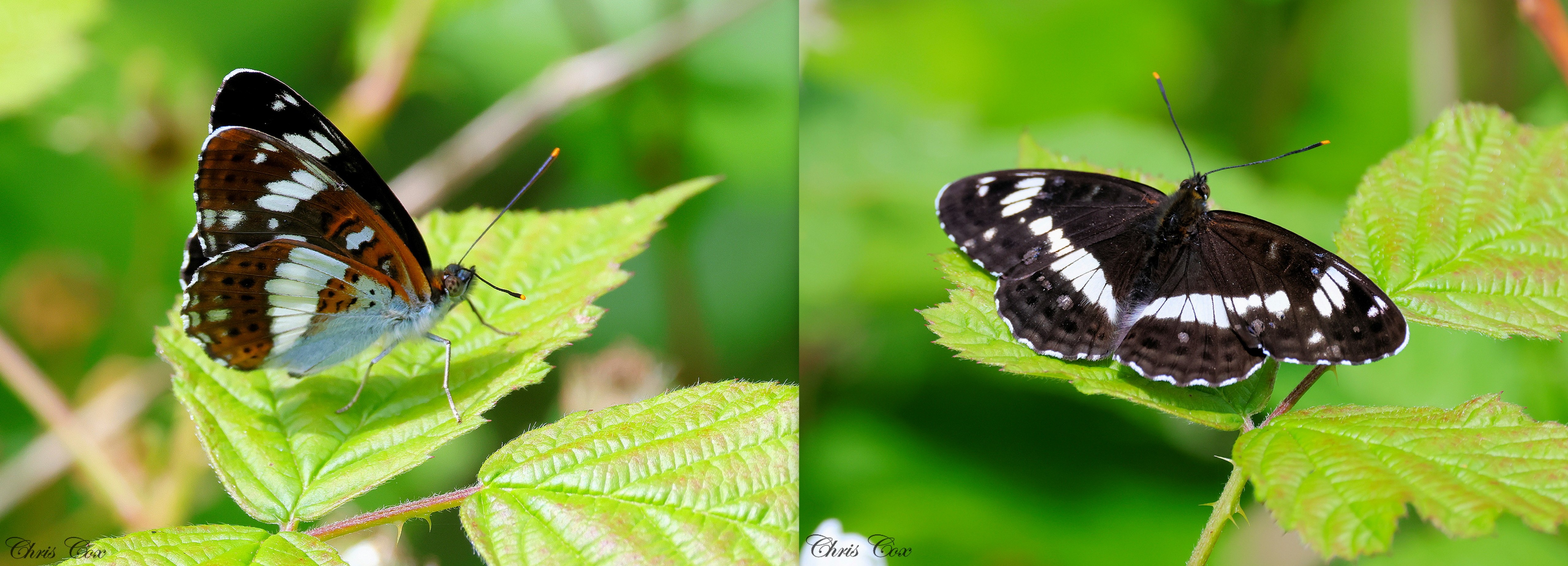 Lincolnshire latest sightings | Butterfly Conservation