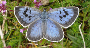 The Large Blue Butterfly Needs Your Help! | Butterfly Conservation