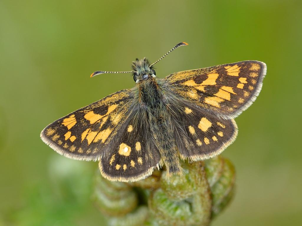 Chequered Skipper | Butterfly Conservation