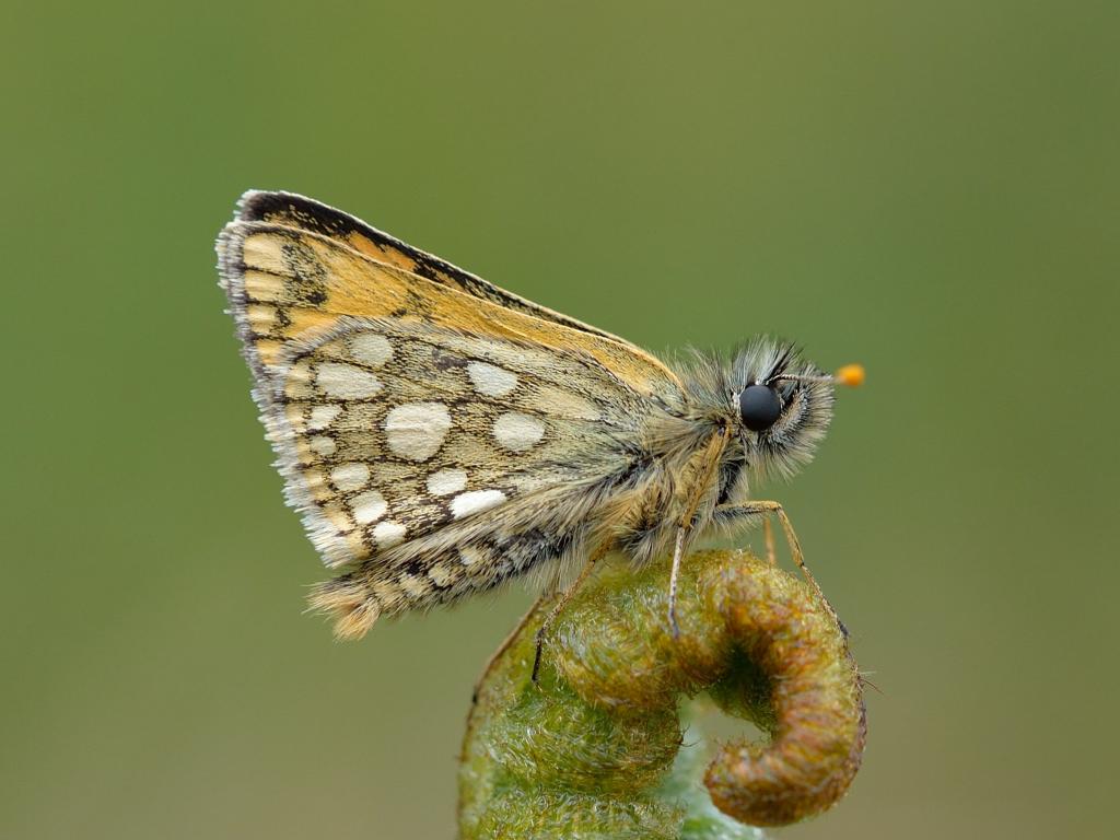 Chequered Skipper 