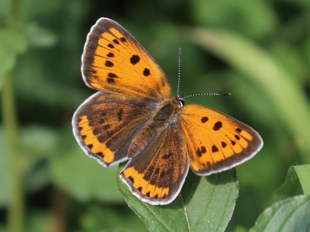 Large Copper | Butterfly Conservation