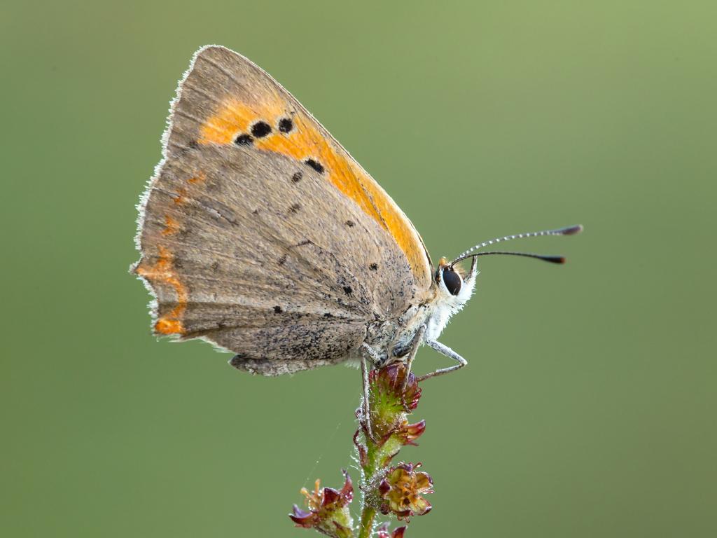 Small Copper 