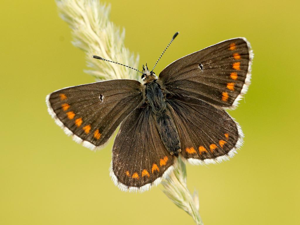 Northern Brown Argus 