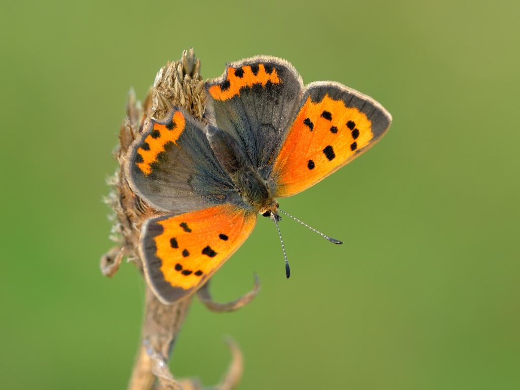 Small Copper 