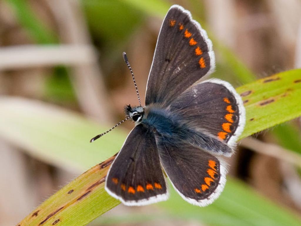 Brown Argus