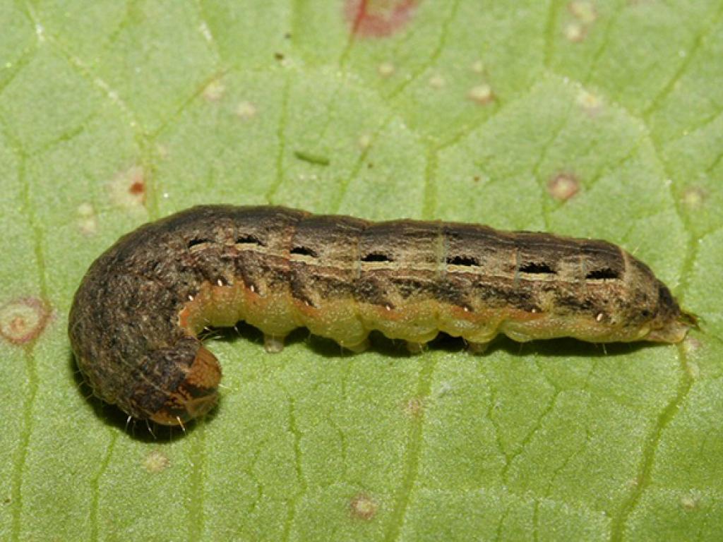 Large Yellow Underwing