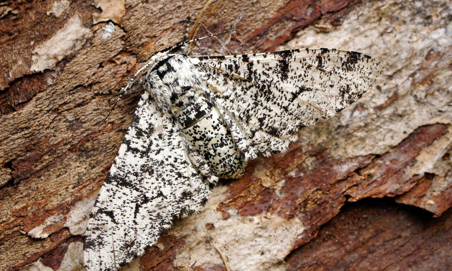 what-is-the-peppered-moth-evolution-and-why-is-it-so-important-a-z