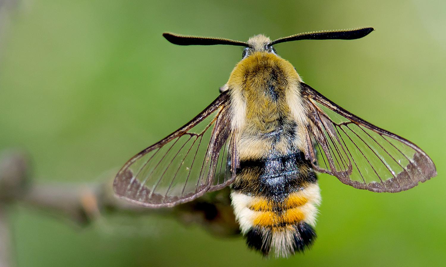 Narrow-bordered Bee Hawk-moth