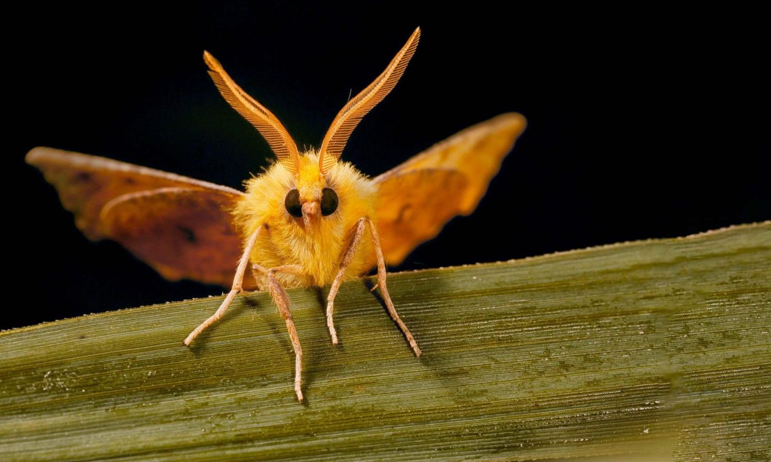 Moth animal shop