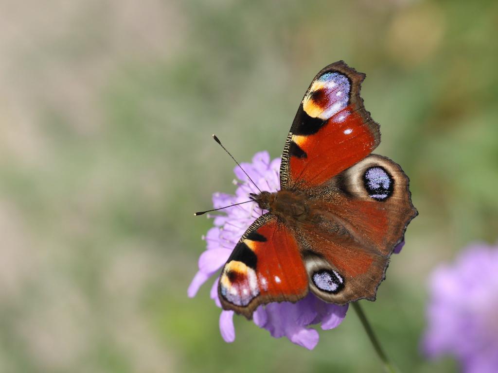 Plots For Pollinators | Butterfly Conservation