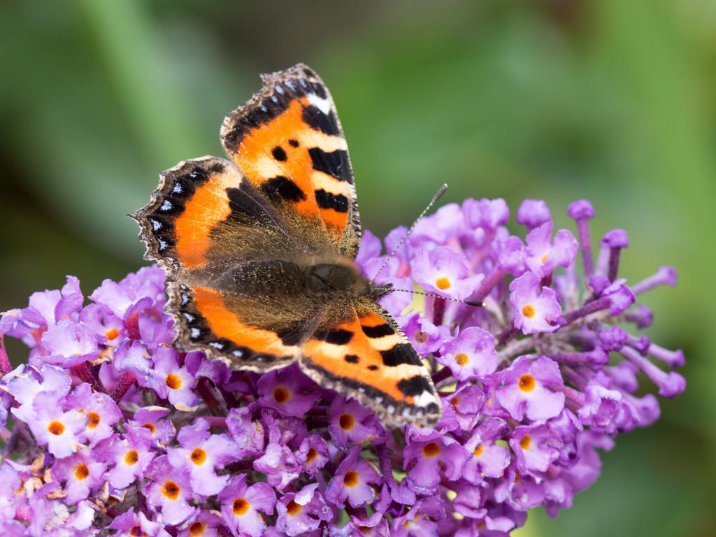 Butterfly Body Parts | Butterfly Conservation