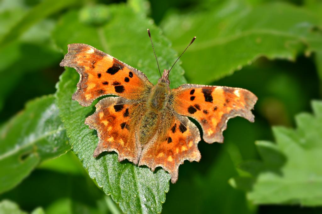 Scottish Butterfly Maps and Lifecycles | Butterfly Conservation