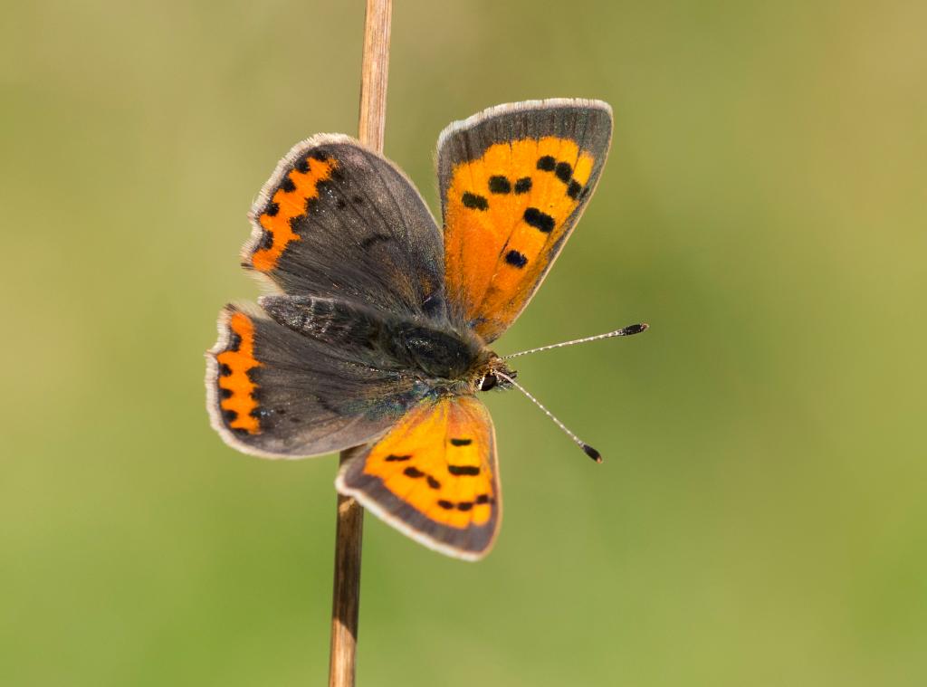 Brilliant Butterflies | Butterfly Conservation