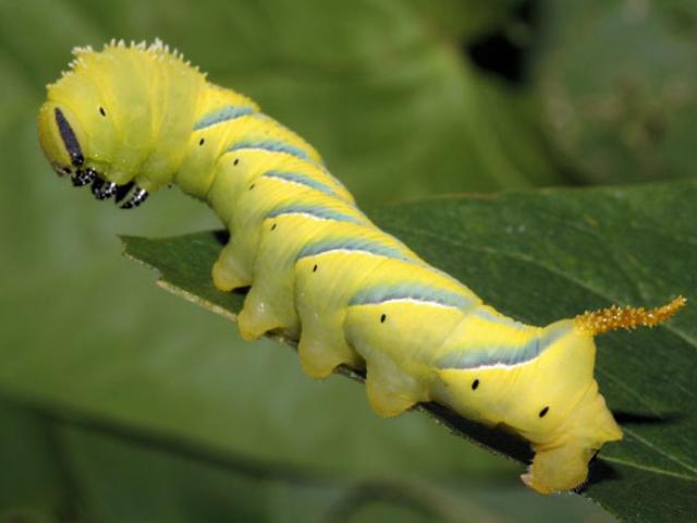 Moth biology | Butterfly Conservation